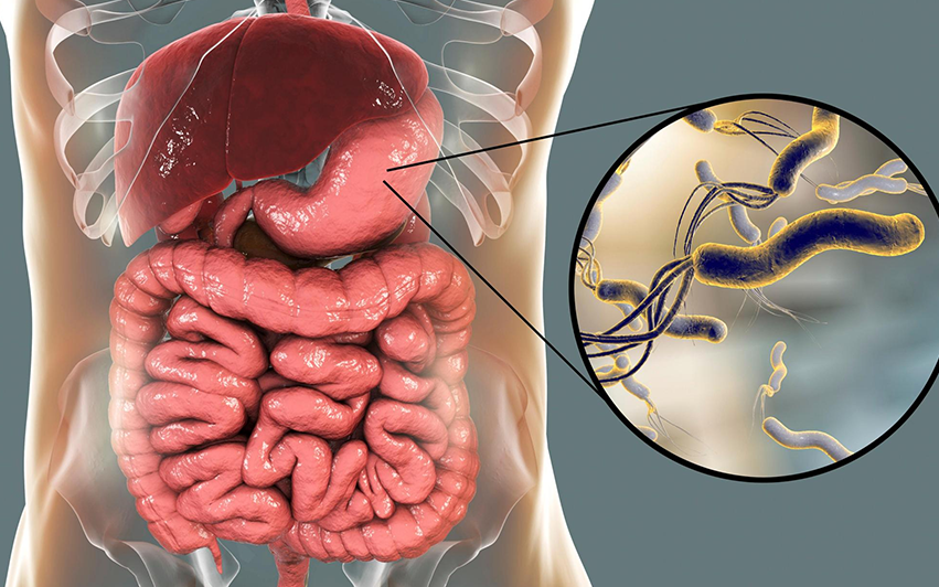 Cientista chilena desenvolve probiótico inovador que combate a bactéria H. pylori